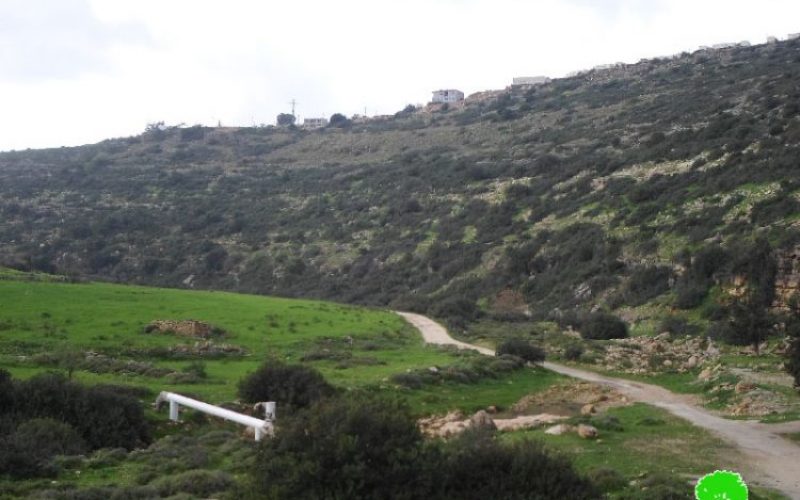 Israeli Occupation Forces uproot 120 olive trees in Salfit governorate