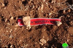 Adi Ad colonists destroy 12 olive saplings in the Ramallah village of Turmus’ayya