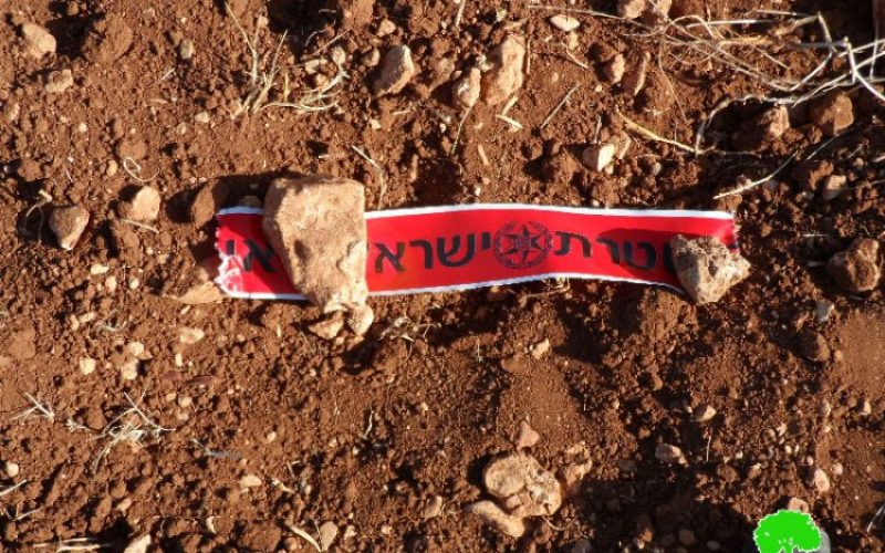 Adi Ad colonists destroy 12 olive saplings in the Ramallah village of Turmus’ayya