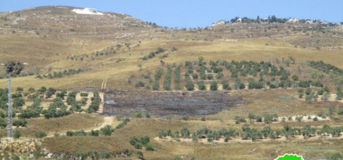 مستعمرو مستعمرة ” يتسهار” يضرمون النيران في الأراضي الزراعية في بورين