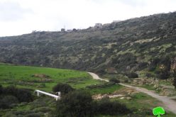 Israeli Occupation Forces uproot 120 olive trees in Salfit governorate