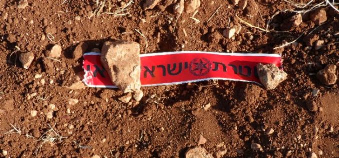 Adi Ad colonists destroy 12 olive saplings in the Ramallah village of Turmus’ayya