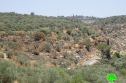 Colonists set fire to olive groves  in the Ramallah village of Ras Karkar