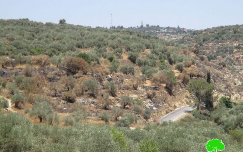 Colonists set fire to olive groves  in the Ramallah village of Ras Karkar