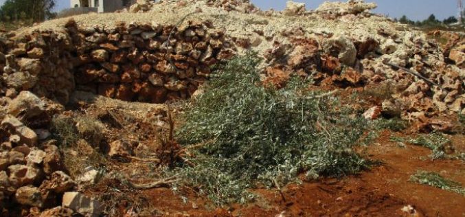 جيش الاحتلال الإسرائيلي يقتلع 250 شجرة زيتون ويجرف أراض زراعية في قرية اسكاكا