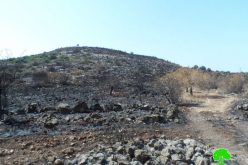 مستعمرو مستعمرة ” رحاليم” يحرقون 150 شجرة زيتون في قرية الساوية بمحافظة نابلس