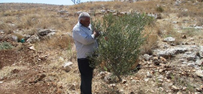 Israeli Occupation Forces uproot trees and demolish retaining walls in Tulkarm governorate