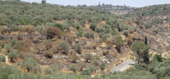 Colonists set fire to olive groves  in the Ramallah village of Ras Karkar