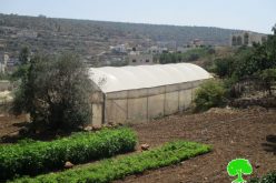 إخطارات بوقف البناء لمنشآت زراعية وصناعية في بلدة حبلة بمحافظة قلقيلية