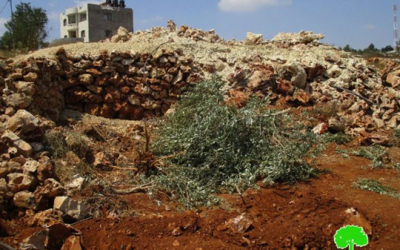 جيش الاحتلال الإسرائيلي يقتلع 250 شجرة زيتون ويجرف أراض زراعية في قرية اسكاكا