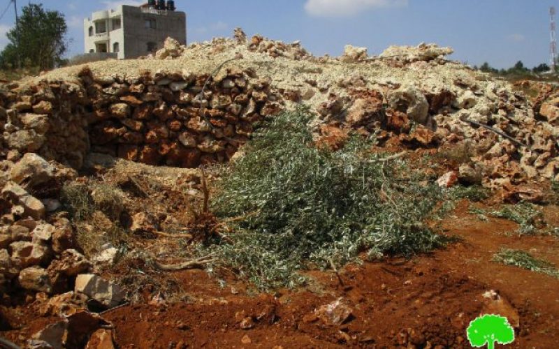 Israeli Occupation Forces uproot 250 olive trees, ravage agricultural lands in Salfit