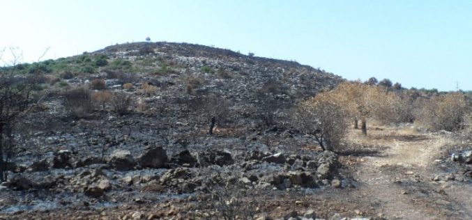 Rachelim colonists burn 150 olive trees down in Nablus