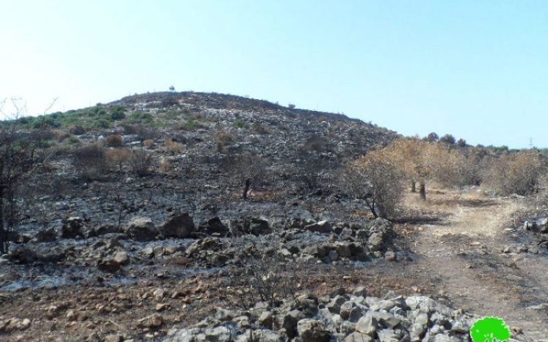 Rachelim colonists burn 150 olive trees down in Nablus