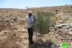 Israeli Occupation Forces uproot trees and demolish retaining walls in Tulkarm governorate