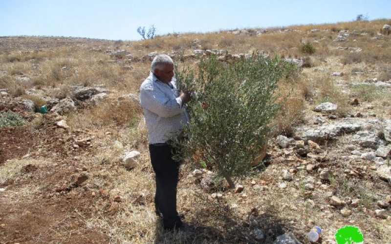 Israeli Occupation Forces uproot trees and demolish retaining walls in Tulkarm governorate