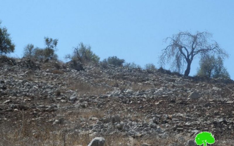 Yizhar colonists set fire to 30 olive trees in Burin village