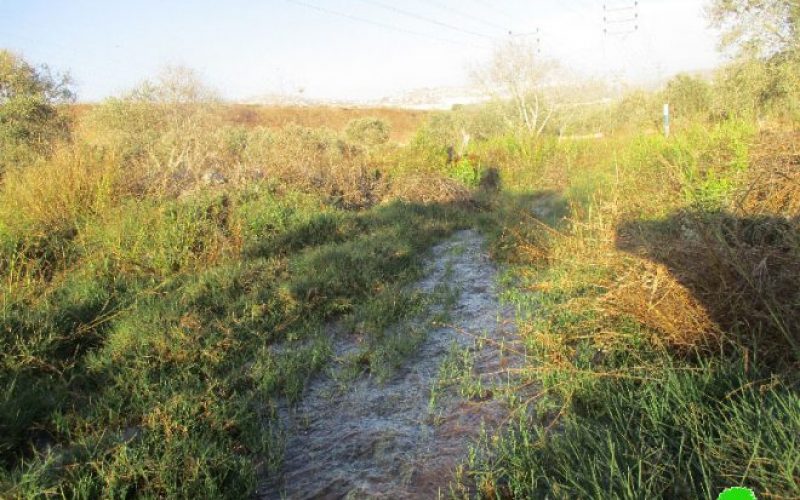 During the olive harvesting season: Israeli Occupation Forces drowned olive trees with excess amounts of water