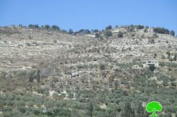 Israeli Occupation Forces torch agricultural lands in the Nablus town of Burqa