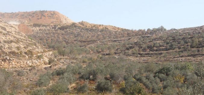 مستعمرون يحرقون 60 شجرة في  قرية حوسان بمحافظة بيت لحم