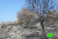 جيش الاحتلال الإسرائيلي يتسبب في احراق 250 شجرة زيتون في خربة جبارة