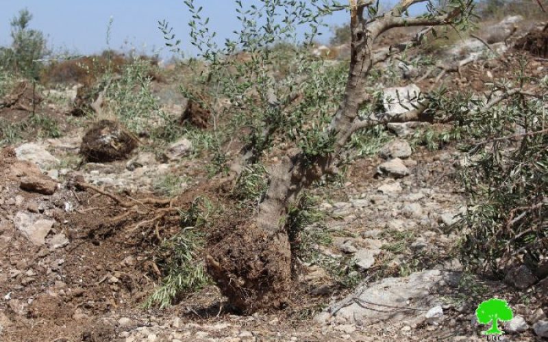 الاحتلال يجرف 38 دونماً من أراضي بلدة خاراس غربي الخليل