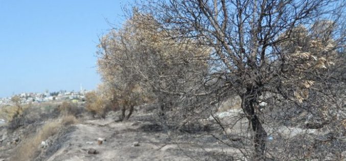 Israeli Occupation Forces cause fire to groves, kill 250 olive trees in Tulkarm