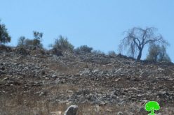 مستعمرو “يتسهار” يحرقون 30 شجرة زيتون في قرية بورين