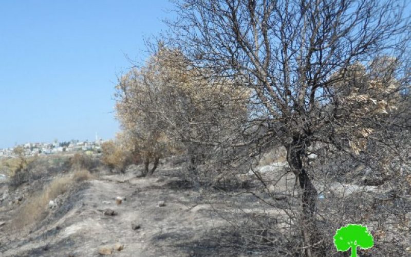 جيش الاحتلال الإسرائيلي يتسبب في احراق 250 شجرة زيتون في خربة جبارة