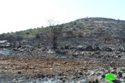 During the olive harvesting season: Israeli Occupation Forces set fire to olive trees in Qalqiliya governorate