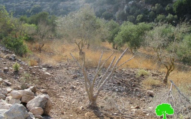 The so-called Israel Nature Authority poisons trees in Wad Qana area