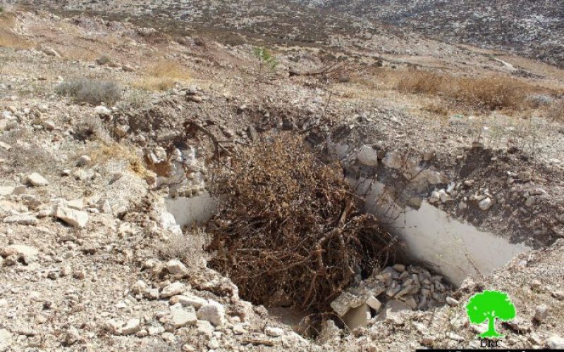 تدمير 43 دونماً في واد القلمون ببلدة بيت أولا بمحافظة الخليل