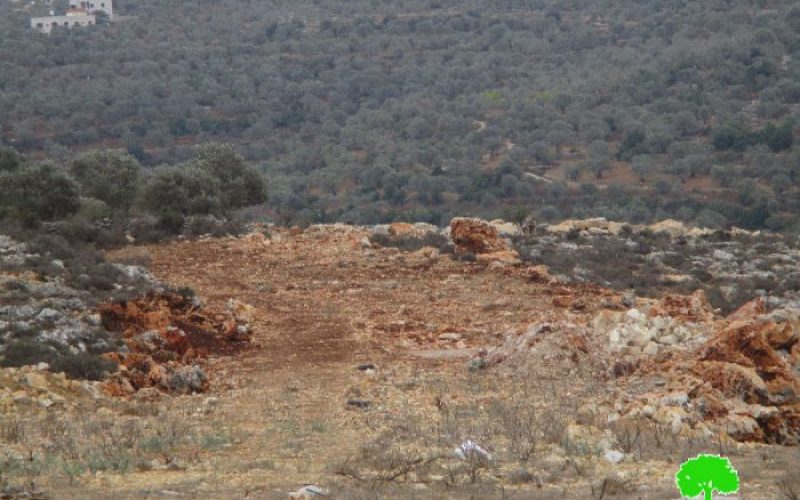 The Israeli occupation army uproots 250 seedlings in Qalqiliya governorate