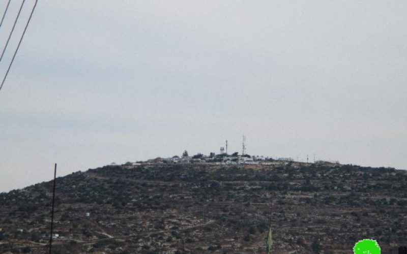 Price Tag gangsters assault a family in Ramallah city during olive harvesting season