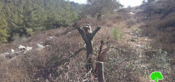 قص وتسميم بالمواد الكيماوية لـ 20 شجرة زيتون في قرية نحالين بمحافظة بيت لحم