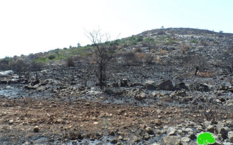 During the olive harvesting season: Israeli Occupation Forces set fire to olive trees in Qalqiliya governorate