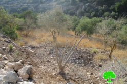 The so-called Israel Nature Authority poisons trees in Wad Qana area