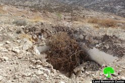 تدمير 870  شجرة زيتون وهدم بئراً في “خلة الضبع” شرق يطا
