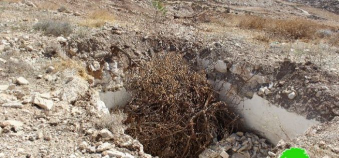 تدمير 43 دونماً في واد القلمون ببلدة بيت أولا بمحافظة الخليل