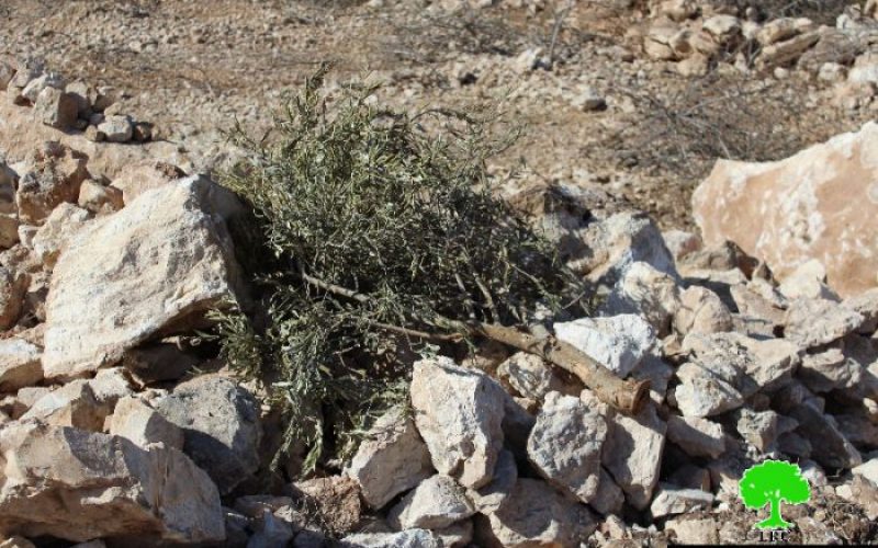 Israeli Occupation Forces ravage 28 agricultural dunums in Beit Ula town