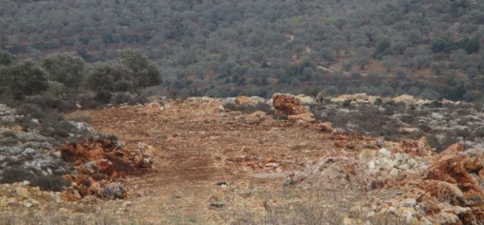 The Israeli occupation army uproots 250 seedlings in Qalqiliya governorate