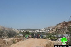 Betar Illit colonists break into agricultural pools and lands  in Bethlehem