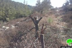 Colonists cut down and poison olive trees in the Bethlehem village of Nahhalin