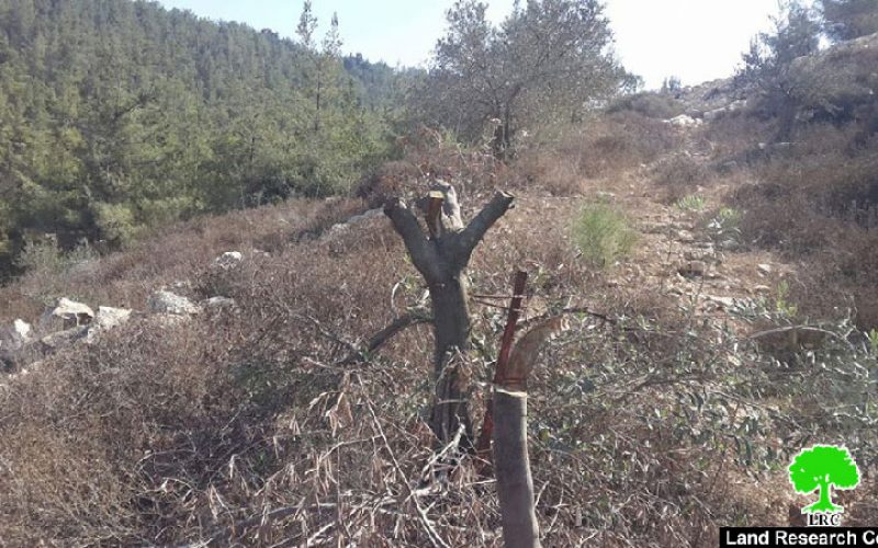 Colonists cut down and poison olive trees in the Bethlehem village of Nahhalin