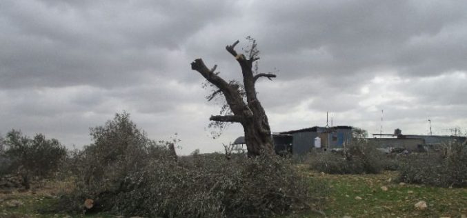 Israeli Occupation Forces uproot aging olive trees in Qalqiliya