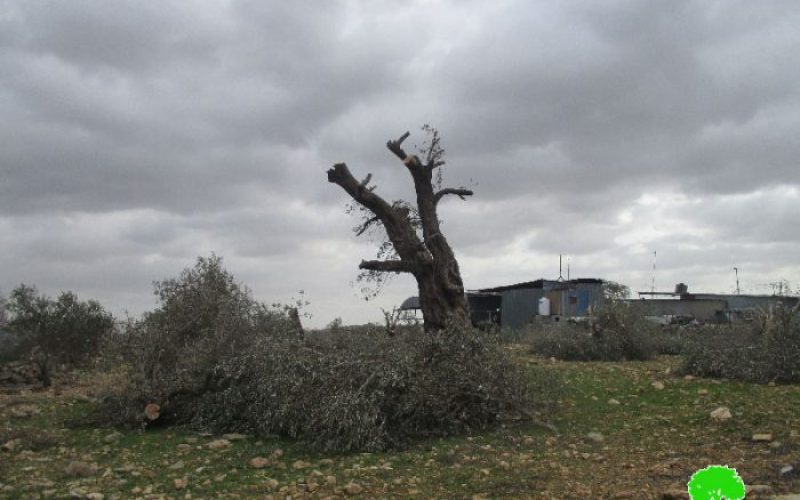 Israeli Occupation Forces uproot aging olive trees in Qalqiliya