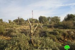 الشروع باقتلاع ما يزيد عن 800 شجرة زيتون شرق مدينة قلقيلية