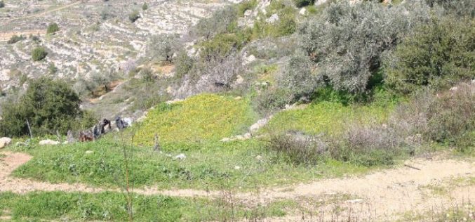 The Israeli occupation to purchase five dunums from the Bethlehem village of AL-Walaja