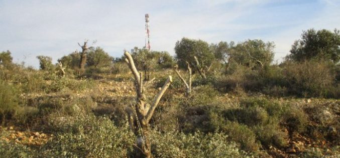 الشروع باقتلاع ما يزيد عن 800 شجرة زيتون شرق مدينة قلقيلية