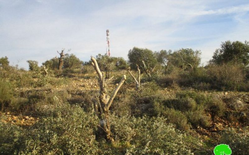 Israeli Occupation Forces uproot more than 800 olive trees in Qalqiliya governorate