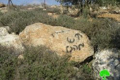 Adi Ad colonists destroy olive trees in the Ramallah village of Turmus’ayya